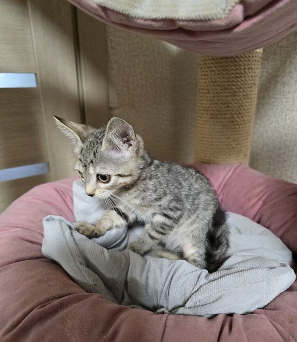 Кошенята Алтайська порода