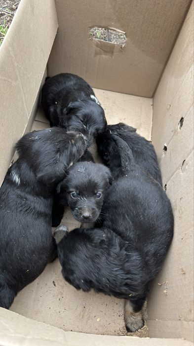 Віддаємо цуценят