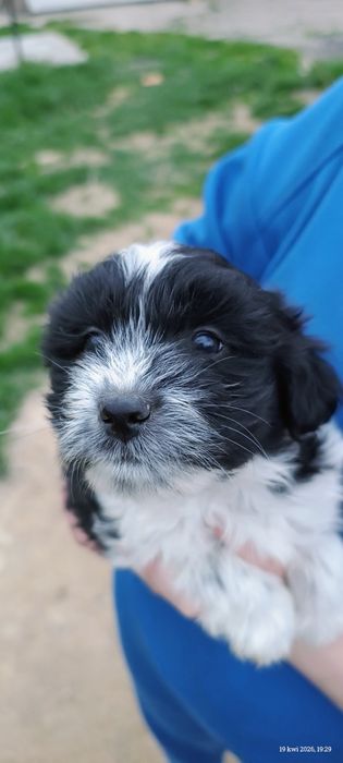 Szczeniaki po rodzicach bolder colli i shih tzu