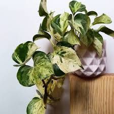 Эпипремнум, сциндапсус 10 видов