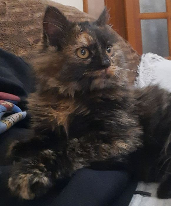 Киця безкоштовно в добрі руки