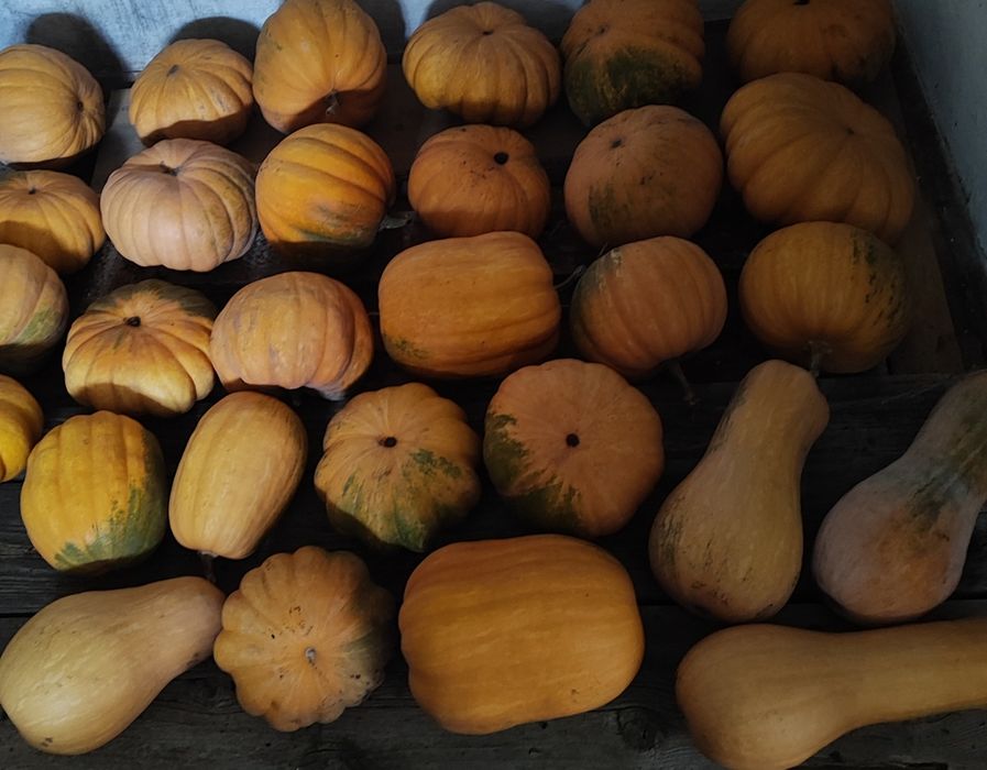 Гарбуз,кабак,тиква