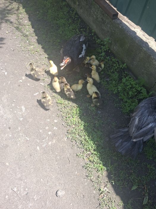 Продам індокаченят