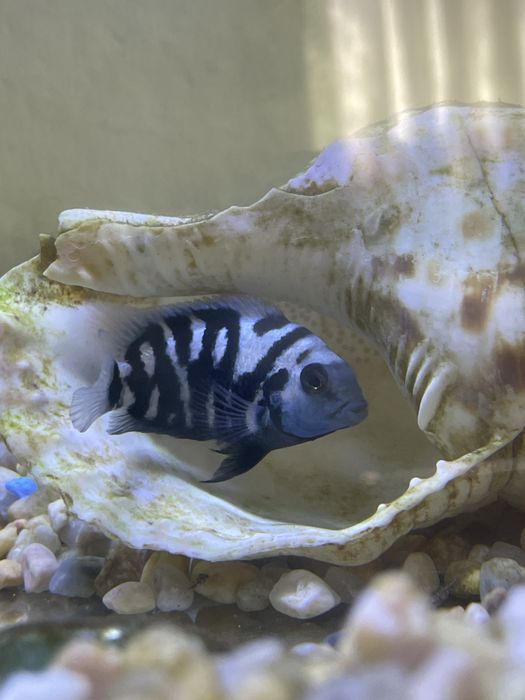 Acará do congo macho