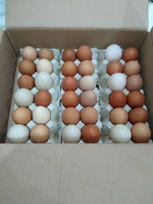 Vendo ovos caseiros