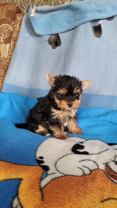 Чистокровные йорк мини.