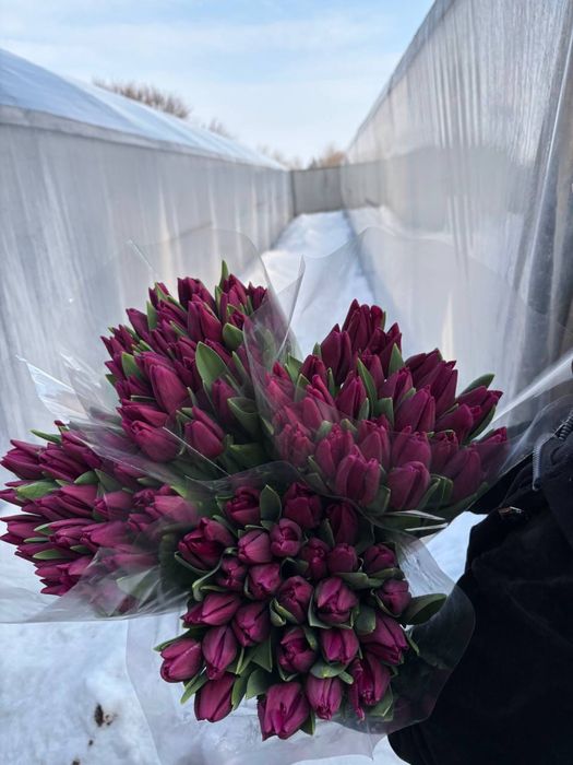 Квіти Тюльпани зріз опт