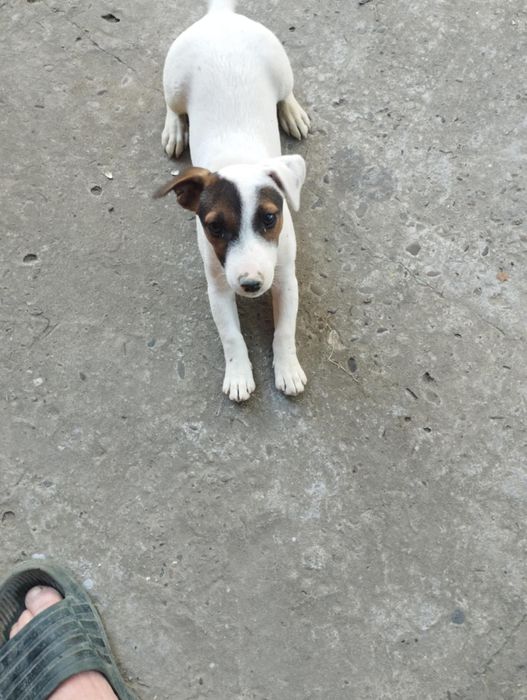 Собачка породи Джек Рассел (дівчинка)