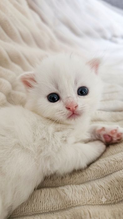Шотландські кошенята