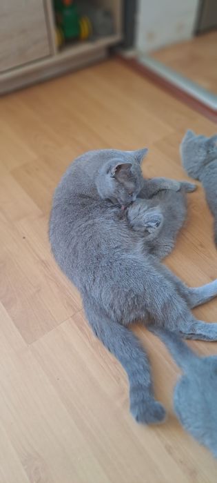 Kot brytyjski krótkowłosy