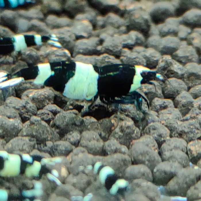 Krewetki Caridina Taiwan Bee Panda ZAMIANA GRATIS PROMOCJA