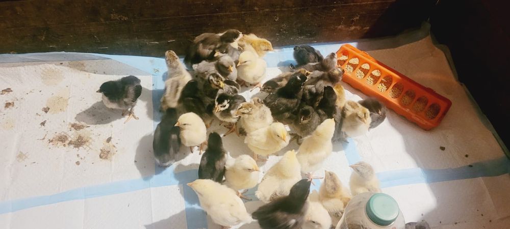 Jaja lęgowe mix kur