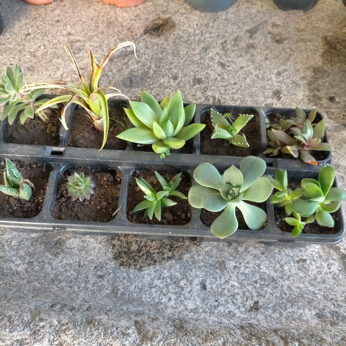 Suculentas várias variadades