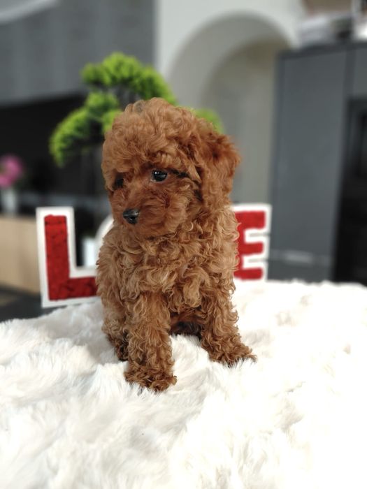 Pudel Toy Red Piesek