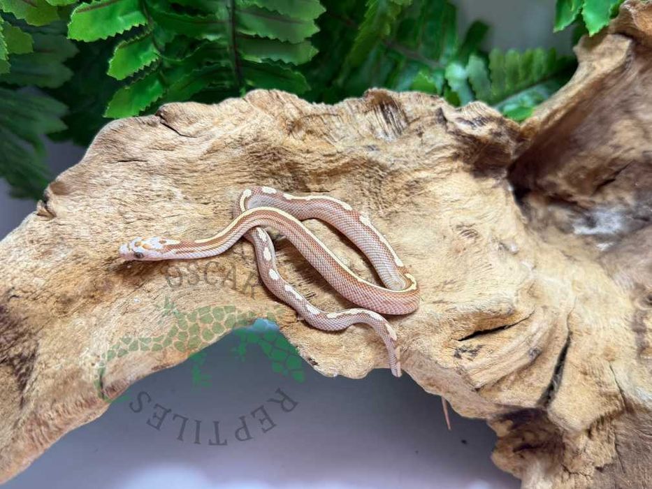 Wąż zbożowy węże zbożowe Szczecin