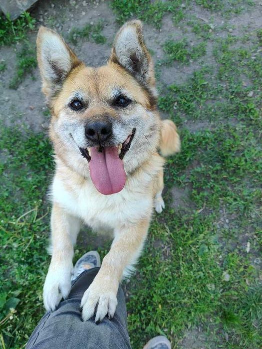 Seniorka Faustyna szuka domu!