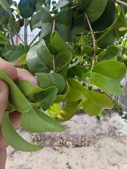 Vendo Pitangueira (Eugenia uniflora)