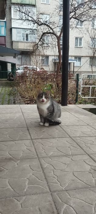 Безкоштовно котик