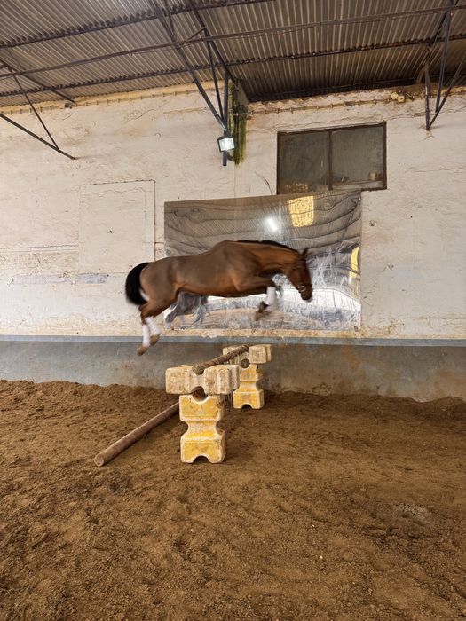 Cavalo Puro Sangue Belga