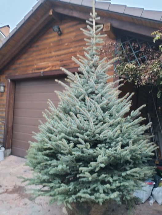 Живі голубі ялинки преміум якості
