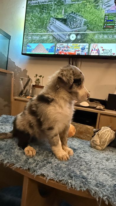 Border collie merle