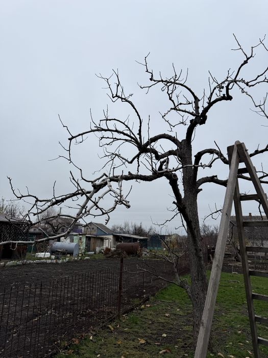 Обрізка дерев, кущів. Омолодження саду