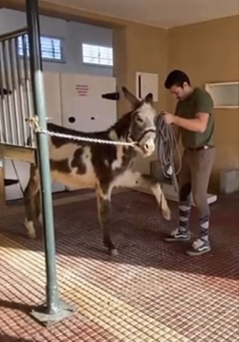 Burro malhado 2 anos montado
