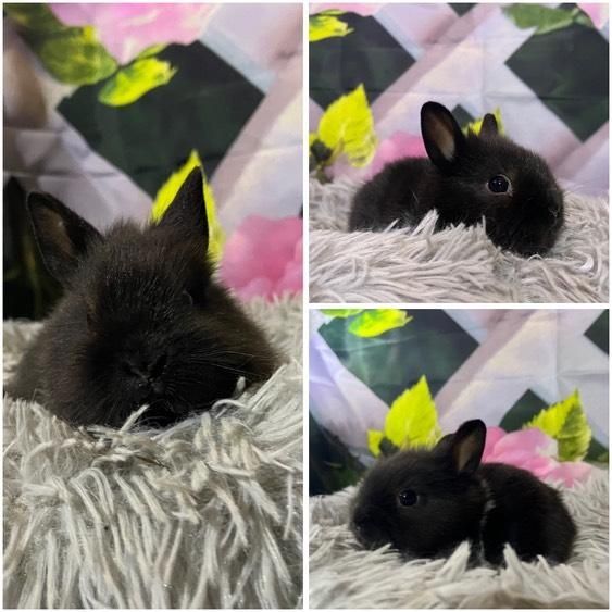 Karzełki Teddy Mini