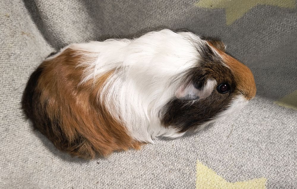 Дівчинка Шелті. Морська свинка