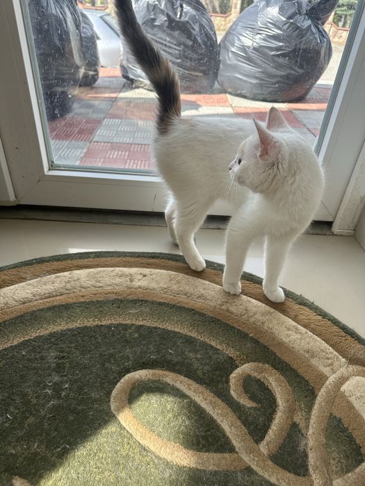 Кішка киця кошеня