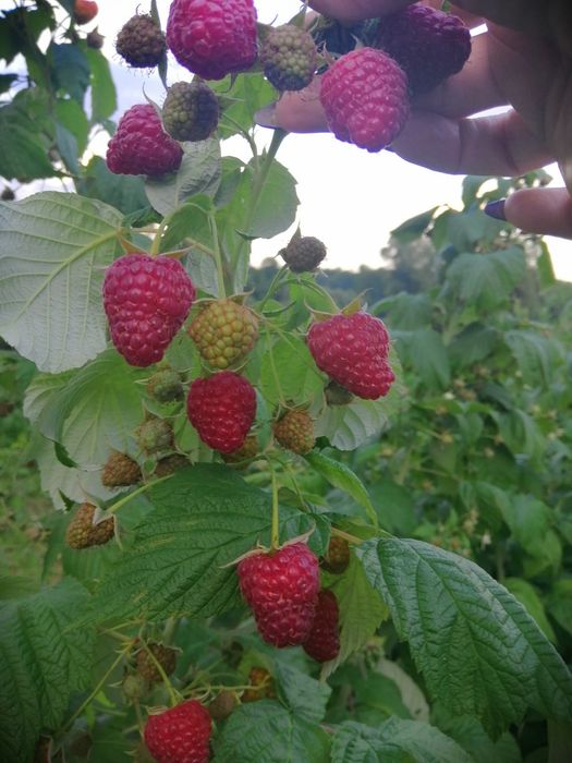 Саджанці малини Еріка