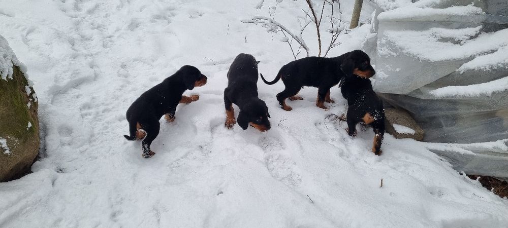 Карпатська гонча