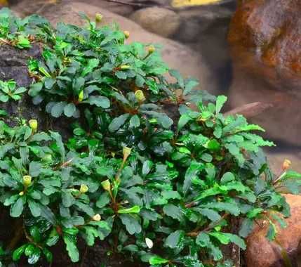 Roślina akwariowa Bucephalandra