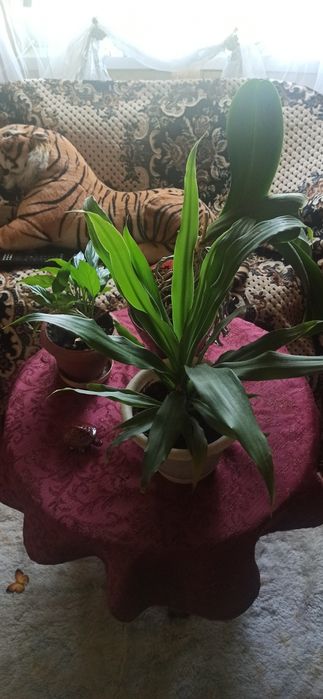 Продам  вазони для квіткових магазинів та для дому