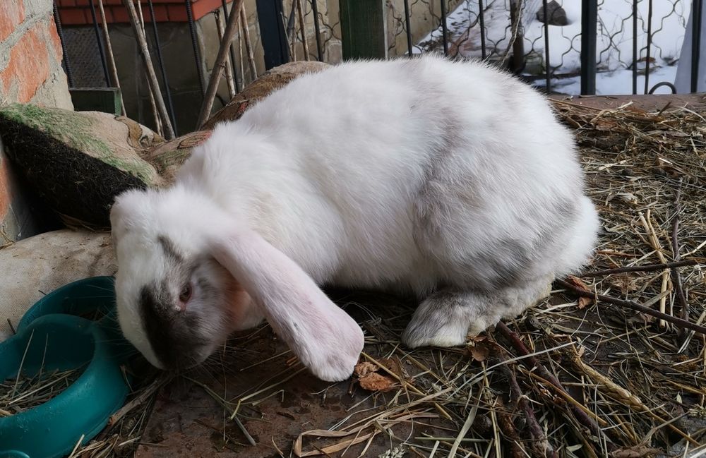 Продам кроликов породы французский баран