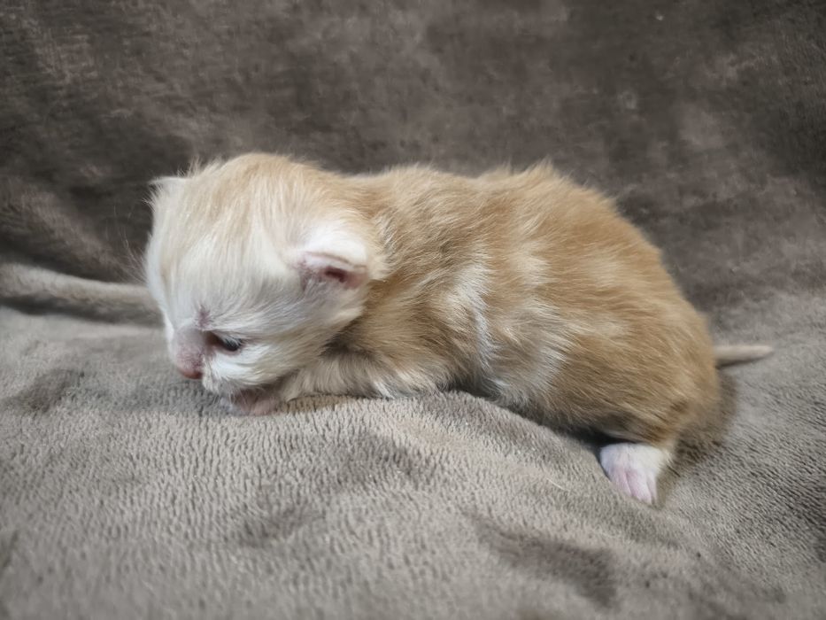 Maine coon Kocurek
