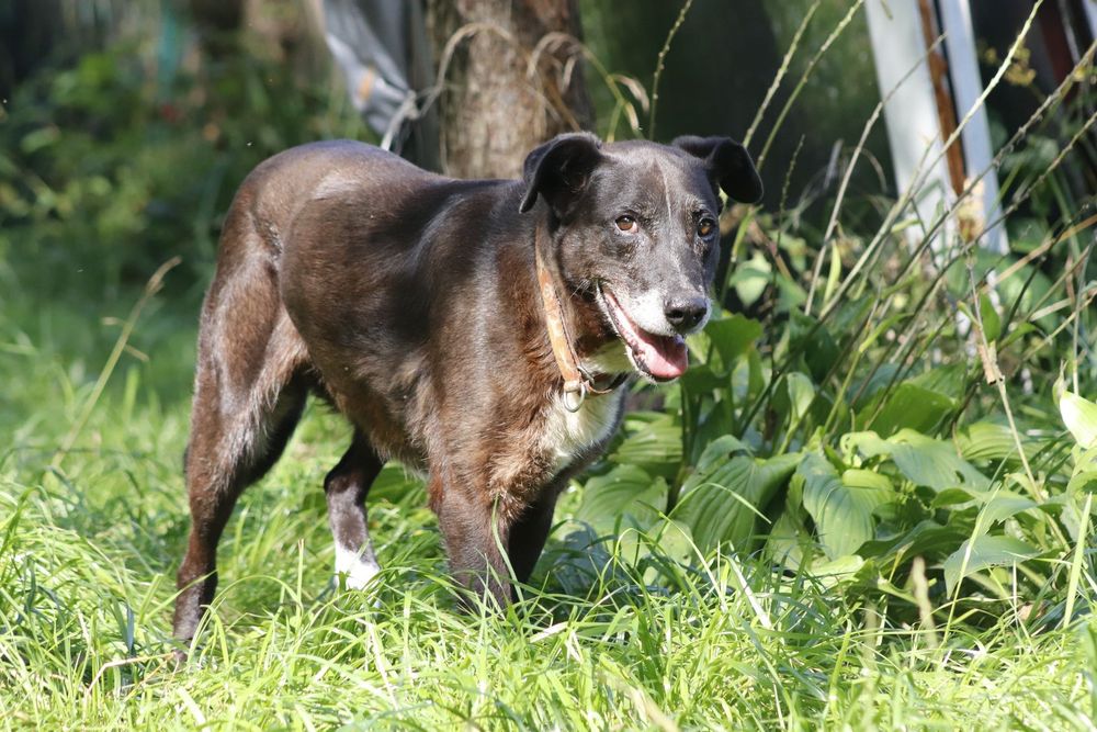 Czekoladowa Bora do adopcji