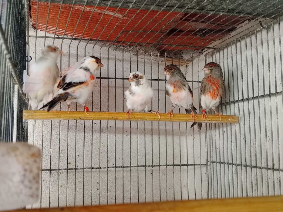 Vendo canário arlequins