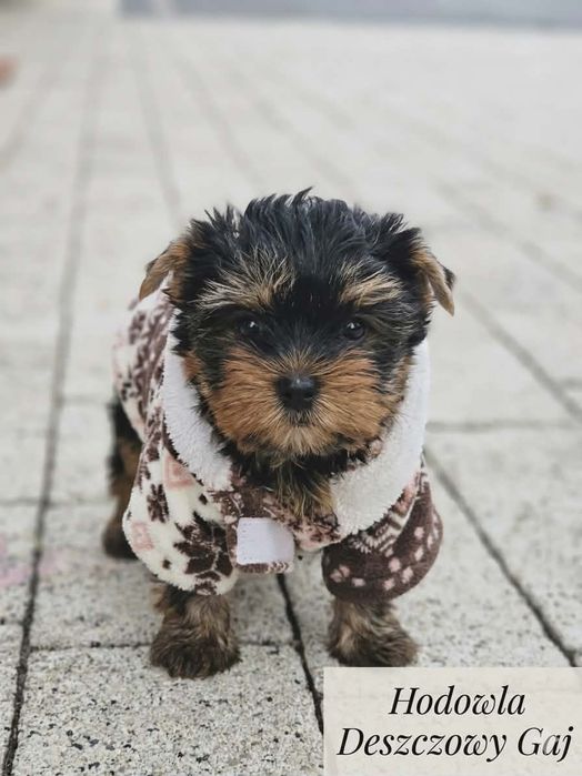 Uwaga słodycz przekracza normy !!!