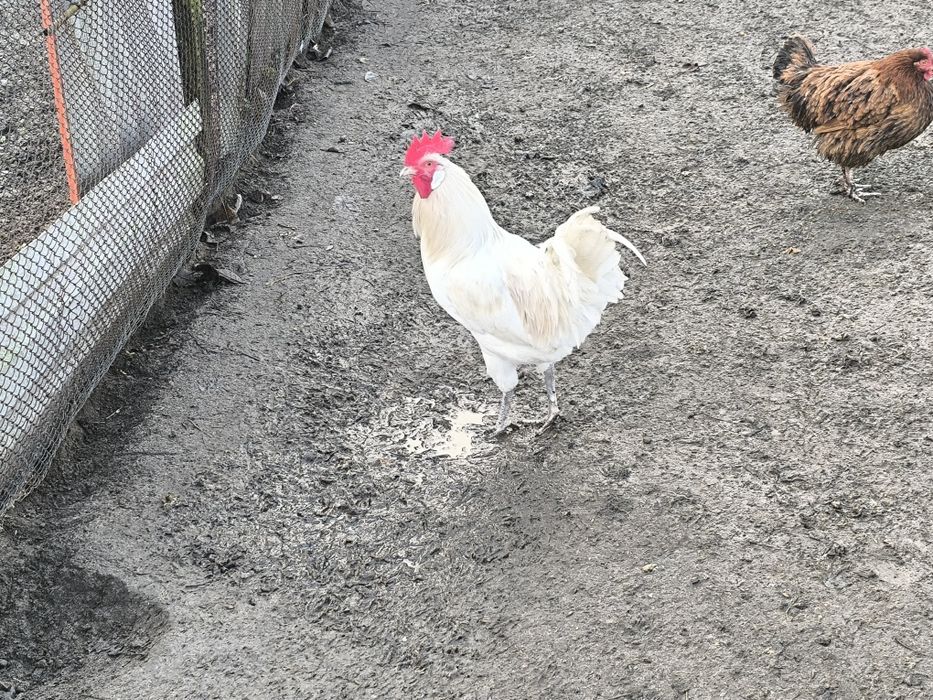 Sprzedam koguty młode