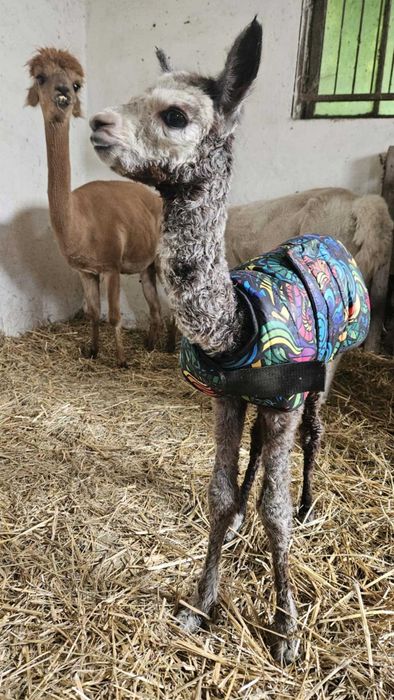 Kubrak, derka dla alpak cria