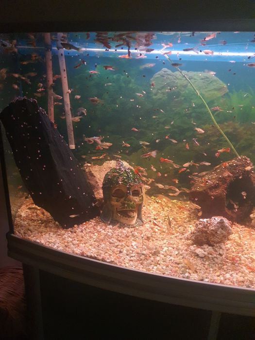 Peixes Guppys diversos