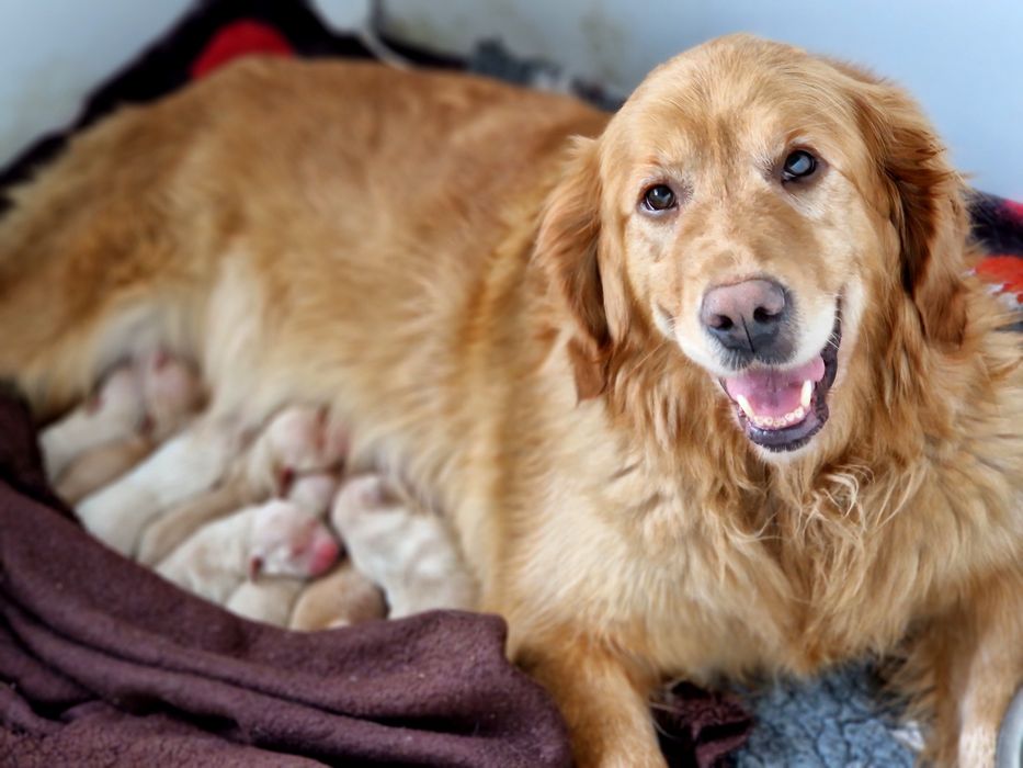 Golden Retriever  szczeniaki Złote / Ciemno Złote