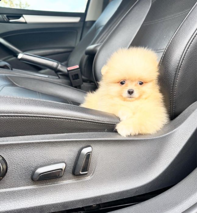 Померанский шпиц мальчик