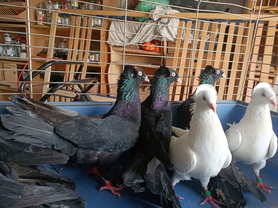 Sokoły Gdanskie golebie