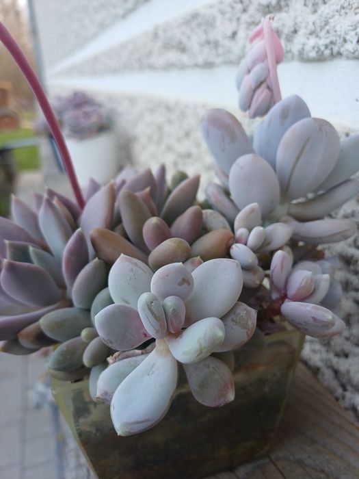 Сукуленти різні види