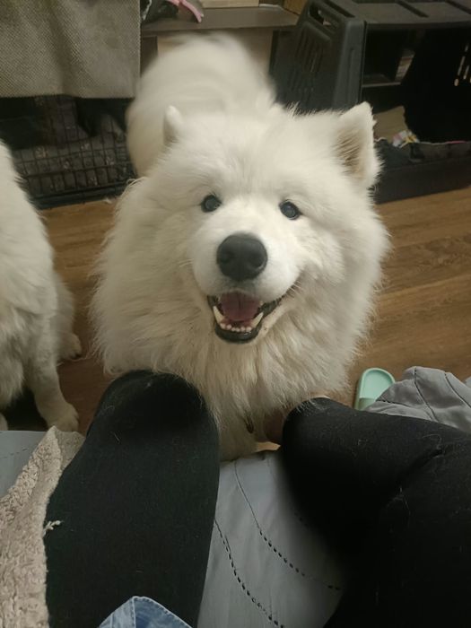 Samoyed do Adopcji
