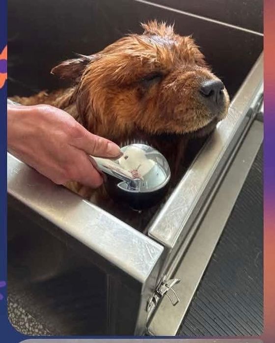 Samoobsługowa myjnia dla psów