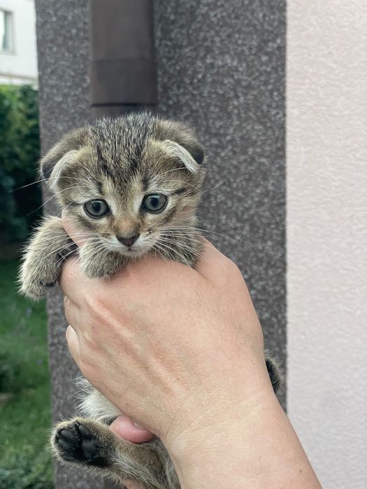 Котенята британські
