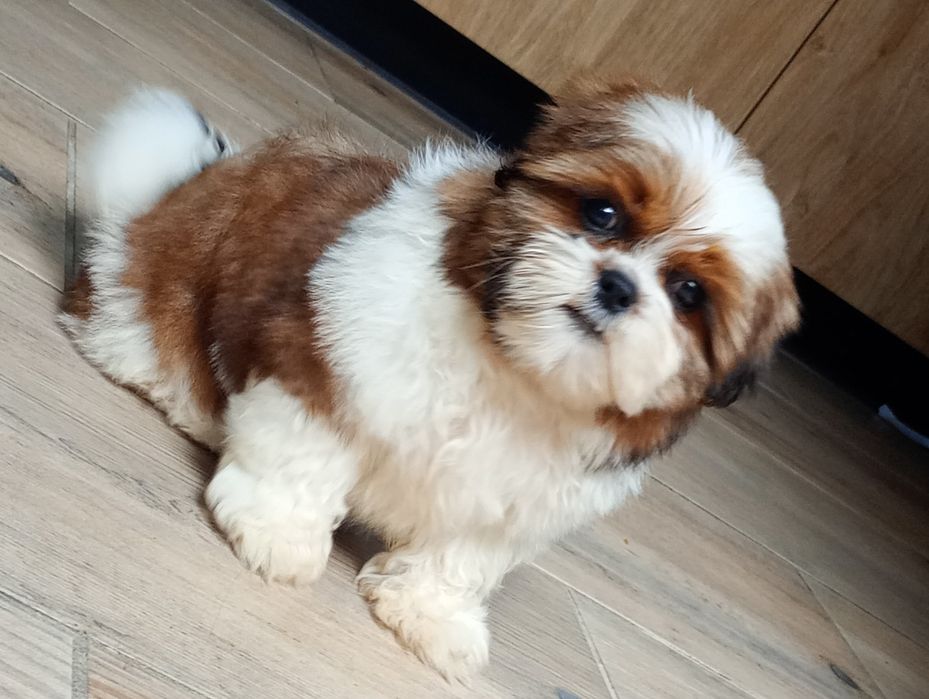 Piesek shihtzu uroczy chłopak